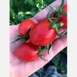 Tomat GALATINO (Piennolo napoletano) 