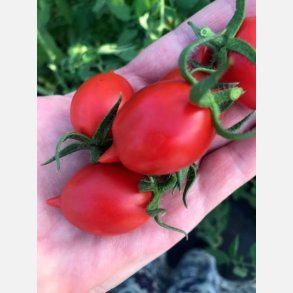 Tomat GALATINO (Piennolo napoletano) 