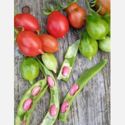 Tomat GALATINO (Piennolo napoletano) 