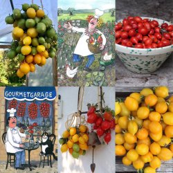 Tomat Piennolo giallo del Vesuvio (Peardrops)