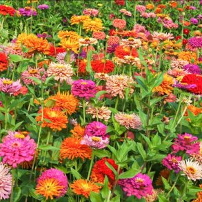 Zinnia PINCA MIX - Ekologiska fr�er