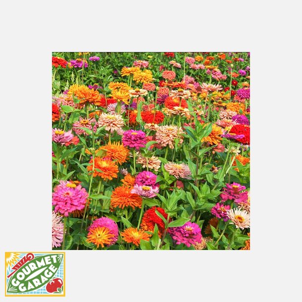 Zinnia PINCA MIX - Ekologiska fr�er
