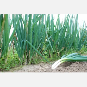 Pipl�k WINTERHECKEZWIEBEL WINZWYADNE - Ekologiska (Demeter-certifierade) fr�er