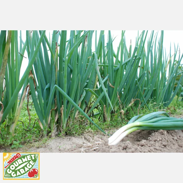 Pipl�k WINTERHECKEZWIEBEL WINZWYADNE - Ekologiska (Demeter-certifierade) fr�er