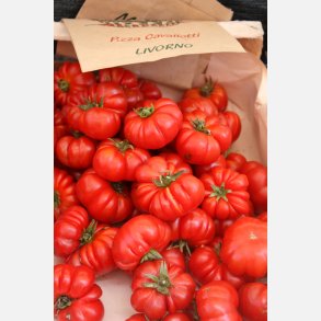 Tomat PISANELLO O PIZZA