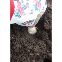 Vitl�k fransk (Ail violet) Germidour - 2 hela l�kar
