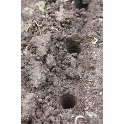 Vitl�k fransk (Ail violet) Germidour - 2 hela l�kar