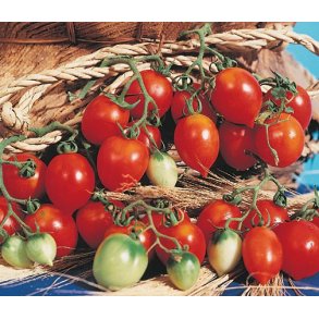 Tomat PRINCIPE BORGHESE (da appendere) 