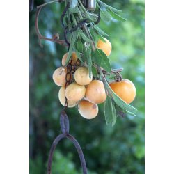 Tomat PONDEROSA - vintertomat 