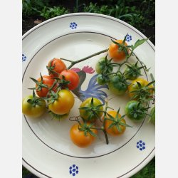 Tomat PONDEROSA - vintertomat 