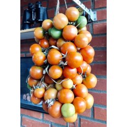 Tomat PONDEROSA - vintertomat 