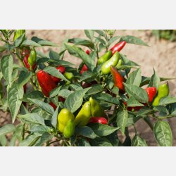 Chili POROMEO (Die Scharfe) - Ekologiska fr�er