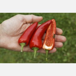 Chili POROMEO (Die Scharfe) - Ekologiska fr�er