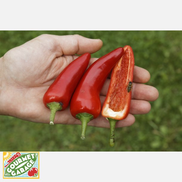 Chili POROMEO (Die Scharfe) - Ekologiska fr�er