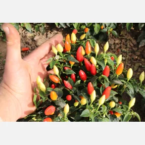 Chili PRAIRIE FIRE - Ekologiska fr�er