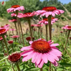 Rd Solhatt Primadonna Deep Rose - ekologiska frer