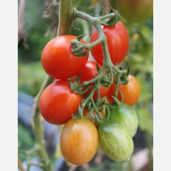 Tomat PRINCIPE BORGHESE (da appendere) 