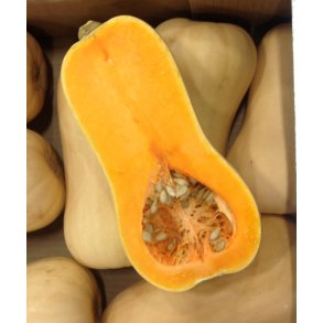 Pumpa Charango (typ Butternut) - STORPACK