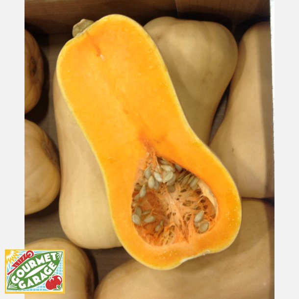 Pumpa Charango (typ Butternut) - STORPACK