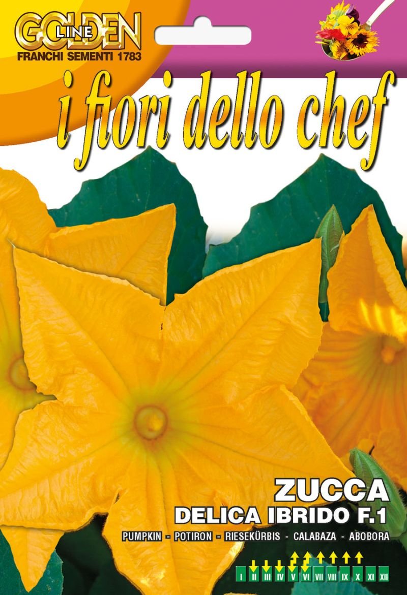 Pumpablommor (fiori di zucca) Delica Ibrido F.1 - ZUCCHINI & PUMPA