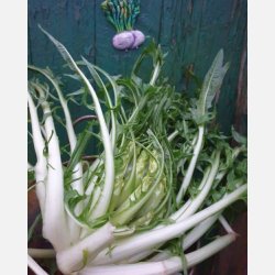 Cicoria catalogna Brindisina (puntarelle) - STORPACK