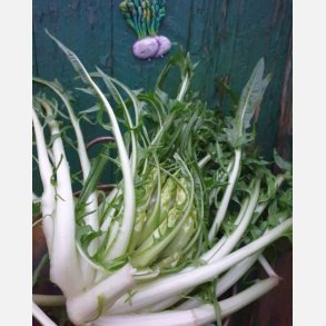 Cicoria catalogna Brindisina (puntarelle) - STORPACK