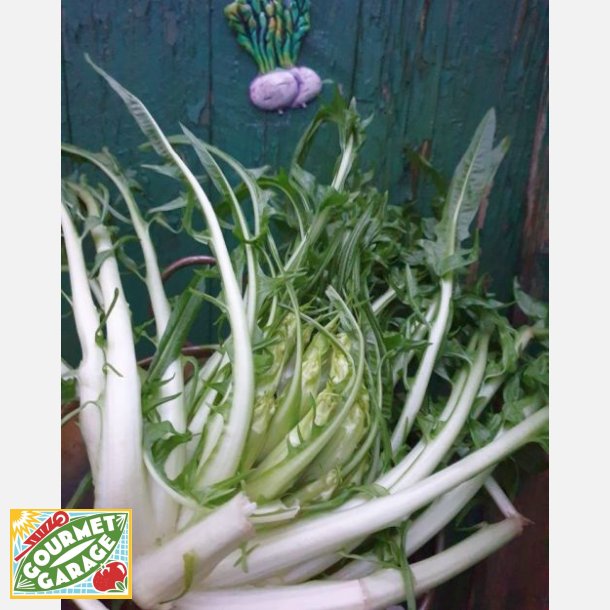 Cicoria catalogna Brindisina (puntarelle) - STORPACK