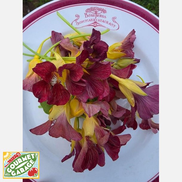 Blomsterkrasse PURPLE EMPEROR - ekologiska fr�er 