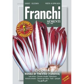 Radicchio rossa di Treviso tardiva 