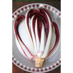 Radicchio rossa di Treviso tardiva 