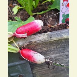 RDISA 18 dagar (Radis dix-huit jours) - STORPACK