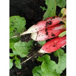 RDISA 18 dagar (Radis dix-huit jours) - STORPACK