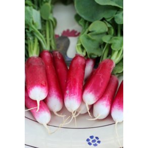 Rdisa RADIS DE 18 JOURS (Franchi)