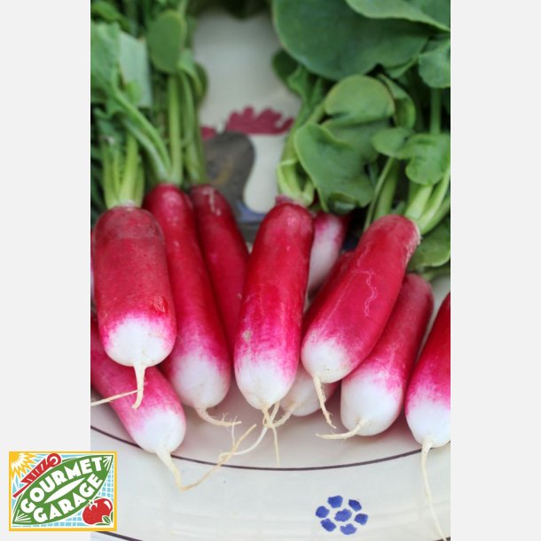 Rdisa RADIS DE 18 JOURS (Franchi)