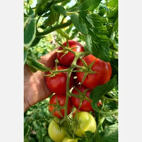 Tomat (Salladstomat) RETILLO - Ekologiska/biodynamiska fr�er