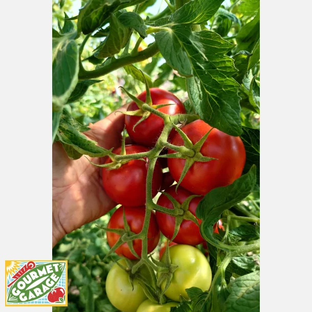 Tomat (Salladstomat) RETILLO - Ekologiska/biodynamiska fr�er