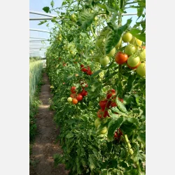 Tomat (Salladstomat) RETILLO - Ekologiska/biodynamiska fr�er