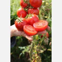 Tomat (Salladstomat) RETILLO - Ekologiska/biodynamiska fr�er