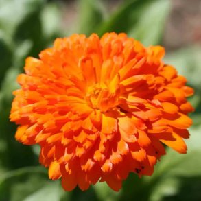 Ringblomma CORNICHE D'OR - Ekologiska fr�er