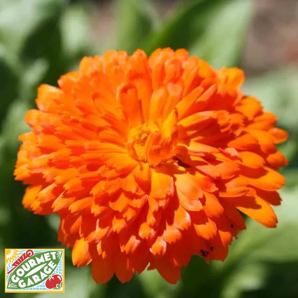 Ringblomma CORNICHE D'OR - Ekologiska fr�er