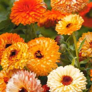 Ringblomma PINK SURPRICE - ekologiska fr�er