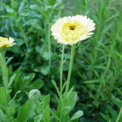 Ringblomma SNOW PRINCESS - ekologiska fr�er