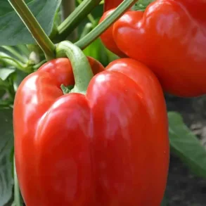 Paprika ROBERTINA - ekologiska frer