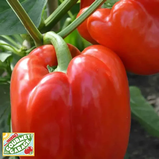 Paprika ROBERTINA - ekologiska frer