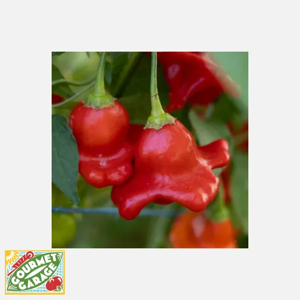 Chili Rocotillo