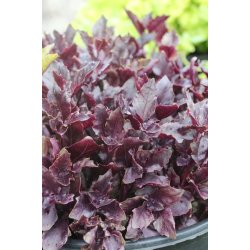 Basilika DARK OPAL (VIOLETTO AROMATICO) - STORPACK