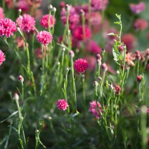 Blklint A FLEURS ROUGES - ekologiska frer