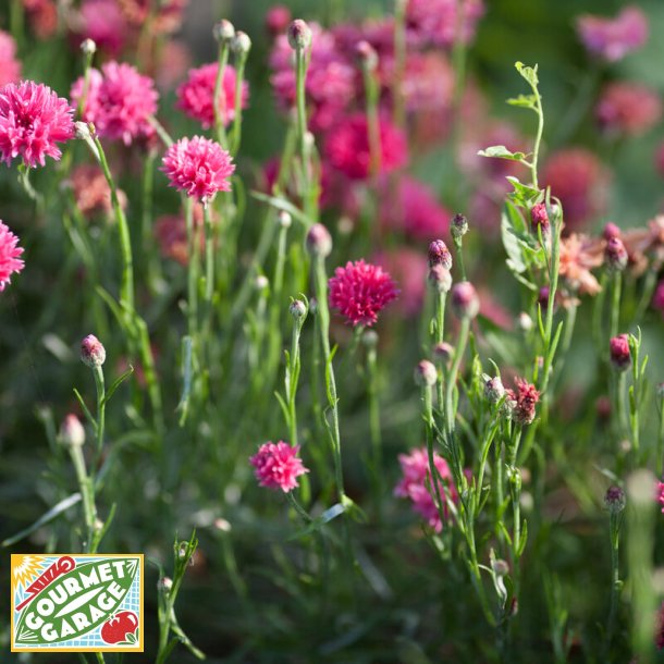 Blklint A FLEURS ROUGES - ekologiska frer