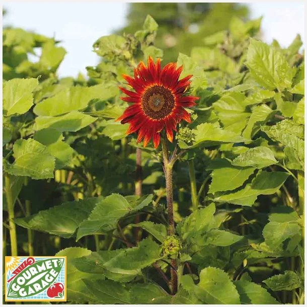 Solros ROUGE - Ekologiska fr�er