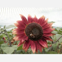 R�d solros ROTE SONNENBLUME - Ekologiska fr�er (Demeter)
